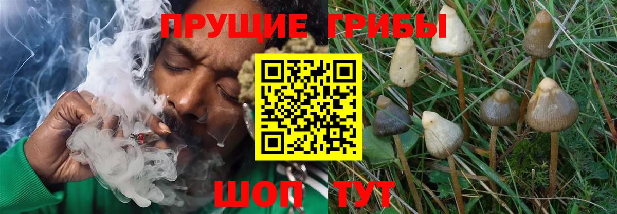 Псилоцибиновые грибы прущие грибы Североморск